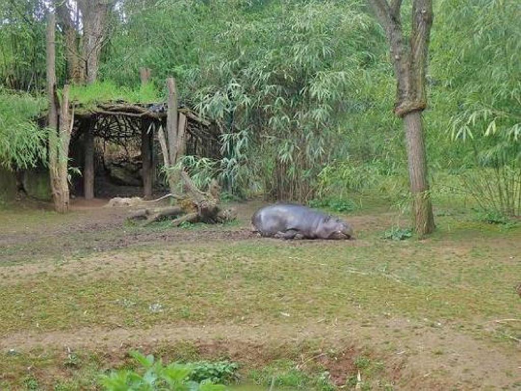 149 BIO PARC DE DOUE LA FONTAINE 7- 2016_000025.jpg